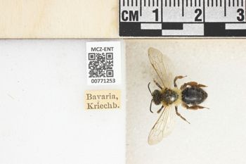 Media type: image;   Entomology 771253 Aspect: Labels